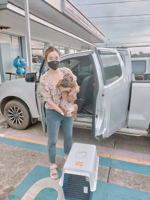 ขนย้ายน้องหมาน้องแมว