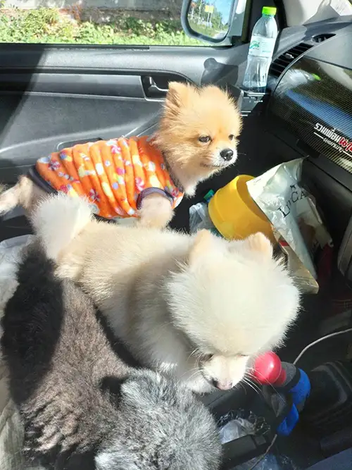 ขนส่งมอเตอร์ไซค์