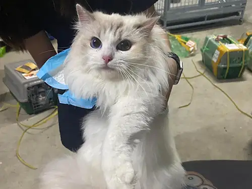 ขนส่งแมว